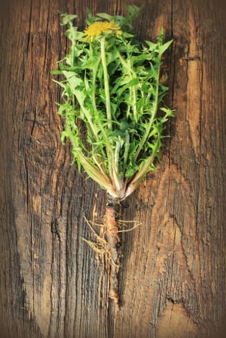 How to Roast Dandelion Roots
